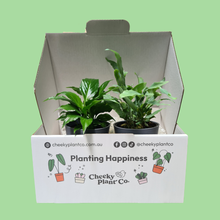 Load image into Gallery viewer, Assorted Potted Houseplant Duo