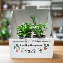 Load image into Gallery viewer, Assorted Potted Houseplant Duo