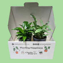 Load image into Gallery viewer, Assorted Potted Houseplant Duo