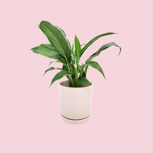 Load image into Gallery viewer, Spathiphyllum Peace Lily - 150mm Ceramic Pot - Light Pink - Sydney Only