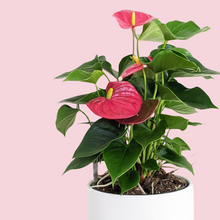 Load image into Gallery viewer, Anthurium Flamingo Flower - 180mm Ceramic Pot - Sydney Only