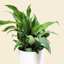 Load image into Gallery viewer, Spathiphyllum Peace Lily - 180mm Ceramic Pot - Sydney Only