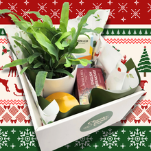 Load image into Gallery viewer, Christmas Plant Gift Hamper - Sydney Only
