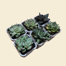 Load image into Gallery viewer, Succulent Starter Pack (6 Assorted Potted Succulents - 66mm)