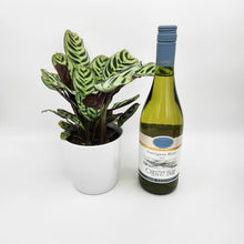 Load image into Gallery viewer, Housewarming Gift - Wine with Assorted Houseplant - Sydney Only