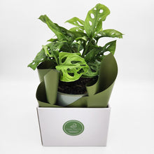 Load image into Gallery viewer, Assorted Plant Gift in 150mm Pot - Sydney Only