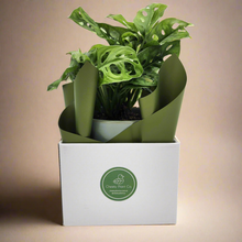 Load image into Gallery viewer, Assorted Plant Gift in 150mm Pot - Sydney Only