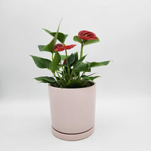 Load image into Gallery viewer, Anthurium Flamingo Flower - 150mm Ceramic Pot - Sydney Only