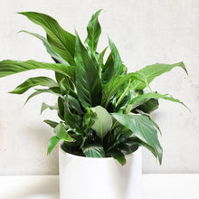 Load image into Gallery viewer, Spathiphyllum Peace Lily - 180mm Ceramic Pot - Sydney Only