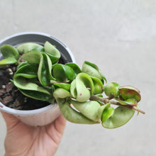 Load image into Gallery viewer, Hoya Compacta 'Indian Rope' - 105mm