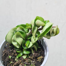 Load image into Gallery viewer, Hoya Compacta 'Indian Rope' - 105mm