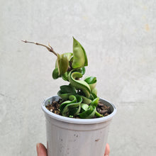 Load image into Gallery viewer, Hoya Compacta 'Indian Rope' - 105mm