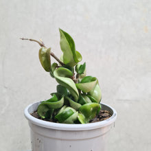 Load image into Gallery viewer, Hoya Compacta 'Indian Rope' - 105mm