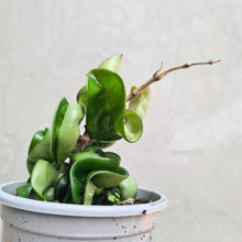 Load image into Gallery viewer, Hoya Compacta 'Indian Rope' - 105mm