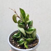 Load image into Gallery viewer, Hoya Compacta 'Indian Rope' - 105mm