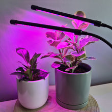 Load image into Gallery viewer, 2 Headed LED Indoor Plant Grow Lights - Red/Blue - Cheeky Plant Co.