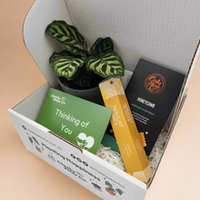 Load image into Gallery viewer, Thinking of You / Comforting Condolence Plant Gift Box