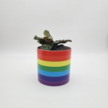 Load image into Gallery viewer, Rainbow - Cheeky Plant Co. Pot - 12.5cmD x 12cmH