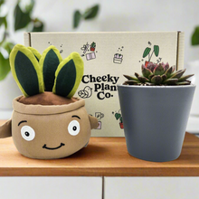 Load image into Gallery viewer, Cheeky Snake Plant Plushie & Succulent Gift Box