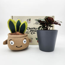 Load image into Gallery viewer, Plushie & Plant Gift Box