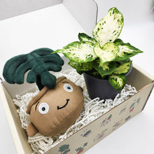 Load image into Gallery viewer, Plushie & Plant Gift Box