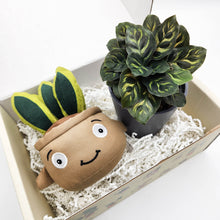 Load image into Gallery viewer, Plushie & Plant Gift Box