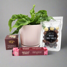 Load image into Gallery viewer, Sincere Sympathy Plant Gift Hamper - Sydney Only