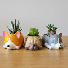 Load image into Gallery viewer, Cute Dogs Sleeping Trio Pots Pack