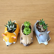Load image into Gallery viewer, Cute Dogs Sleeping Trio Pots Pack