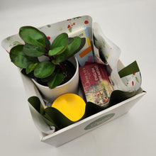 Load image into Gallery viewer, Christmas Plant Gift Hamper - Sydney Only
