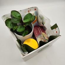 Load image into Gallery viewer, Christmas Plant Gift Hamper - Sydney Only