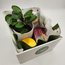 Load image into Gallery viewer, Christmas Plant Gift Hamper - Sydney Only