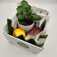 Load image into Gallery viewer, Christmas Plant Gift Hamper - Sydney Only