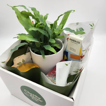 Load image into Gallery viewer, Christmas Plant Gift Hamper - Sydney Only