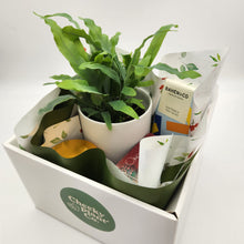 Load image into Gallery viewer, Christmas Plant Gift Hamper - Sydney Only