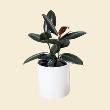 Load image into Gallery viewer, Ficus elastica Burgundy (Rubber Tree Plant) - 180mm Ceramic Pot - Sydney Only
