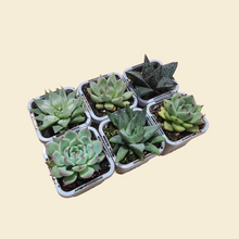 Load image into Gallery viewer, Succulent Starter Pack (6 Assorted Potted Succulents - 66mm)