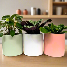 Load image into Gallery viewer, Potted Plants Trio Set - 120mm Ceramic Pots - Sydney Only