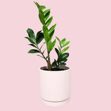 Load image into Gallery viewer, Assorted Indoor Plant in Light Pink Ceramic Pot (18cmDx18.5cmH) - Sydney Only