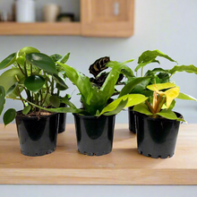Load image into Gallery viewer, Indoor Plant Starters (Assorted Pack of 6) - 100mm - Sydney Only