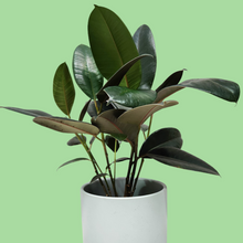 Load image into Gallery viewer, Assorted Indoor Plant in Sea Foam Ceramic Pot (18cmDx18.5cmH) - Sydney Only