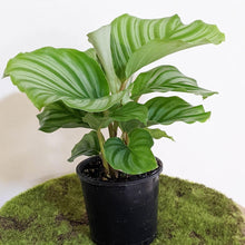 Load image into Gallery viewer, Calathea Orbifolia - 105mm