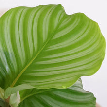 Load image into Gallery viewer, Calathea Orbifolia - 105mm