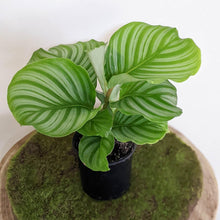 Load image into Gallery viewer, Calathea Orbifolia - 105mm