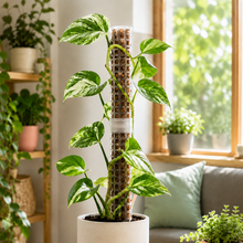 Load image into Gallery viewer, Plant Climbing Stick / Sphagnum Moss Pole / Plant Support - 43.5x4.5cm