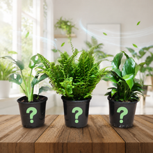 Load image into Gallery viewer, Air Purifying Plants Pack (3 Assorted Plants) - 100mm