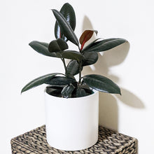 Load image into Gallery viewer, Ficus elastica Burgundy (Rubber Tree Plant) - 180mm Ceramic Pot - Sydney Only