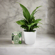 Load image into Gallery viewer, Heartfelt Condolences Gift - Peace Lily & Candle - Sydney Only