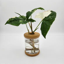 Load image into Gallery viewer, Hydro Plant Pot Vase / Propagation Vase - 12.8x9cm