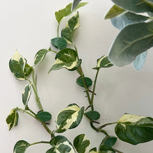 Load image into Gallery viewer, Grow Well Plant Care Pack